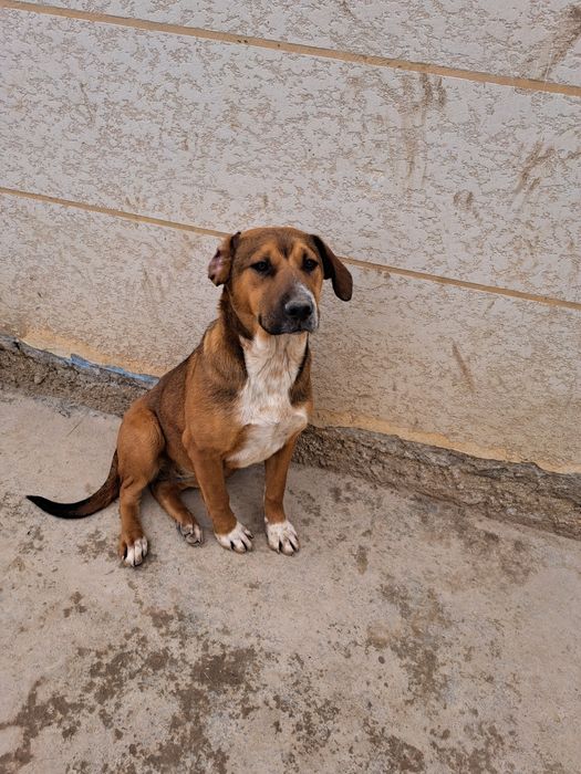 Собаки в добрые руки, только с дальнейшем отслеживанием судьбы