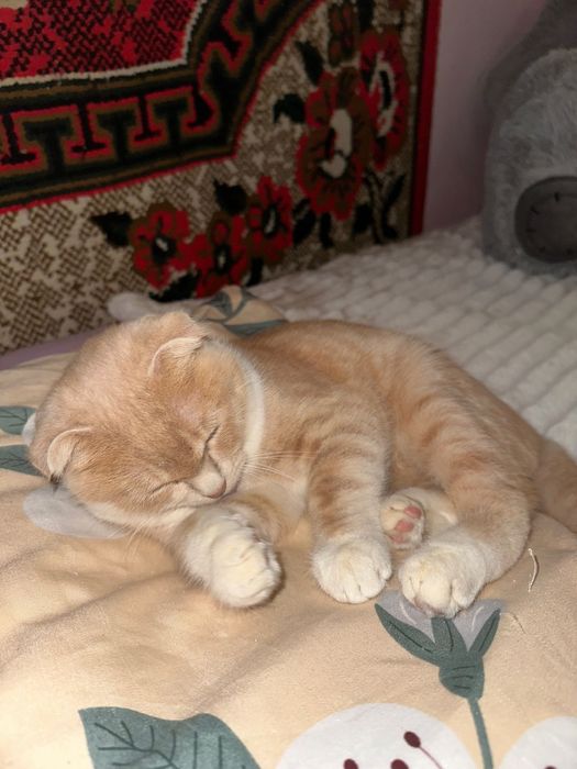 Отдам в хорошие руки веслоухих котов