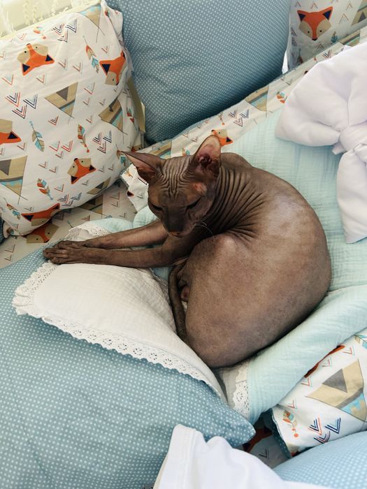 Кот сфинкс предлагает услуги альфонса