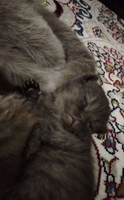 Scottish fold Toza zot  100%