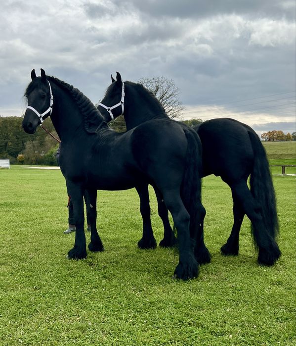 Friesieni Pereche Armăsari Frizieni Frizian Friz