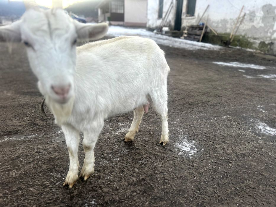 Capră rasa  Saanen
