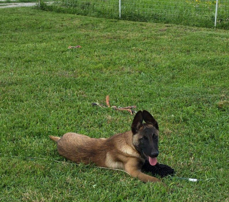 Ciobănesc belgian malinois