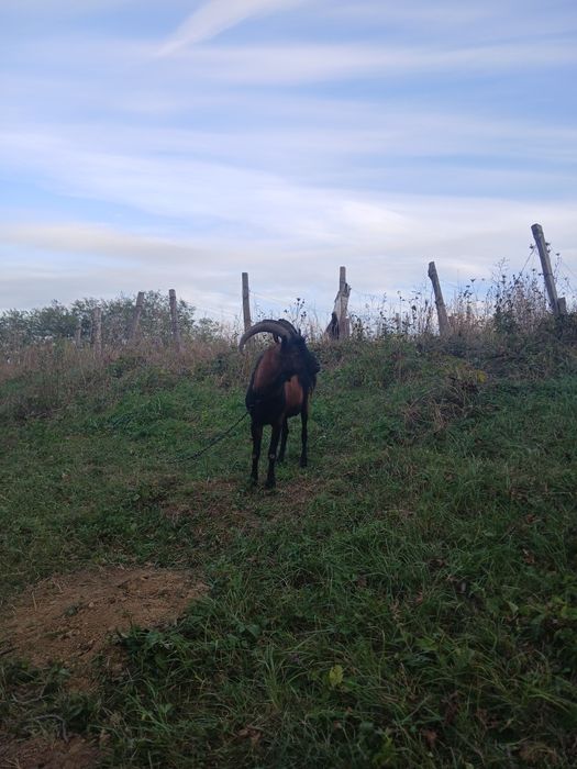 Vând țap alpin francez