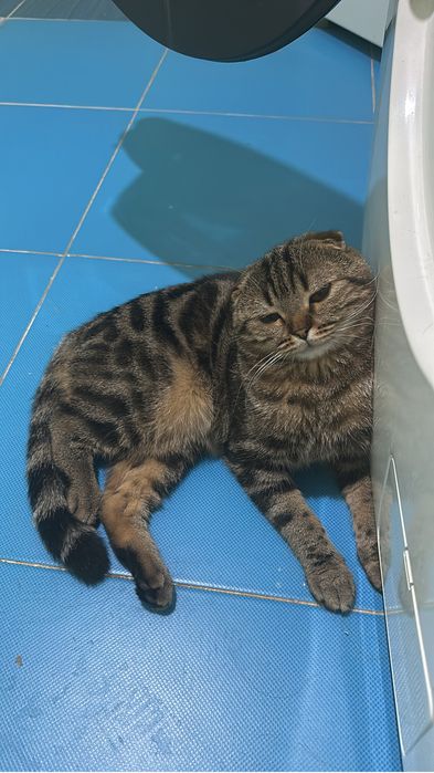 Вязка шотландского кота