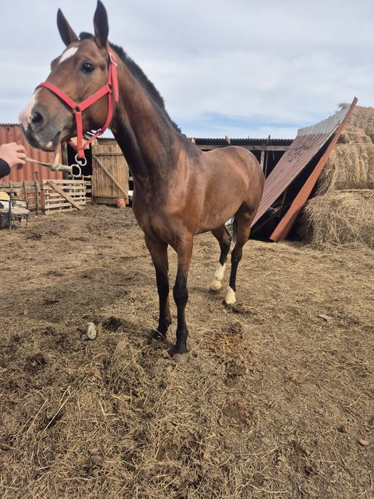 Продаётся жеребец,айгыр сатылады