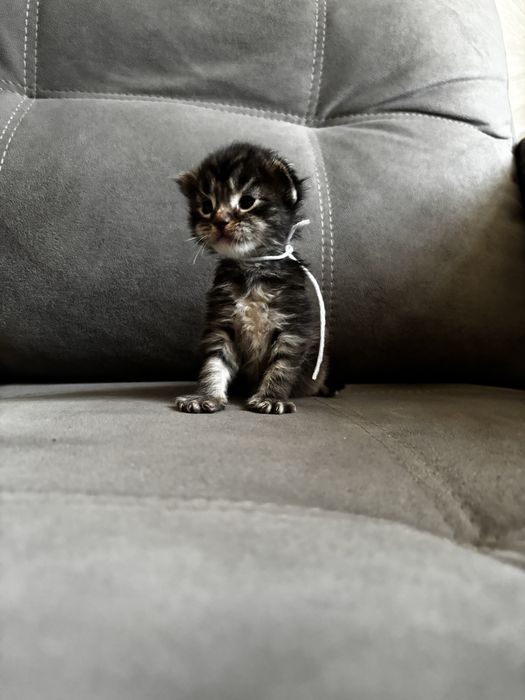 Мейн-кун Бронь котят