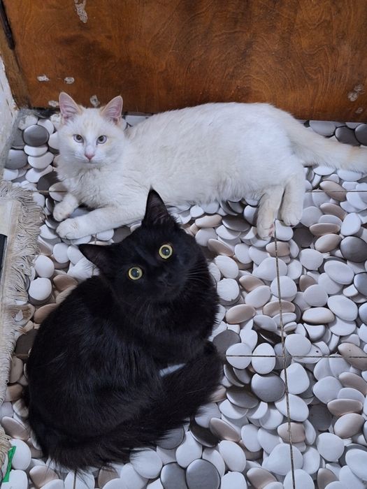 Коты чёрный и белый.