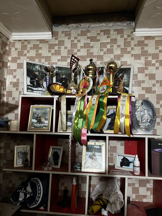 Щенки немецкой овчарки