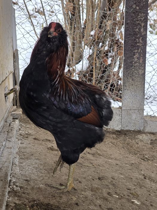 cocos araucana potarnichiu