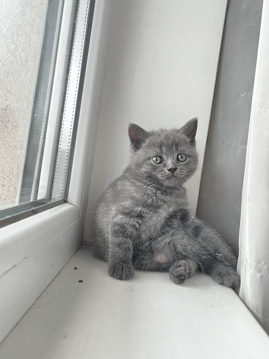 Британско котенце