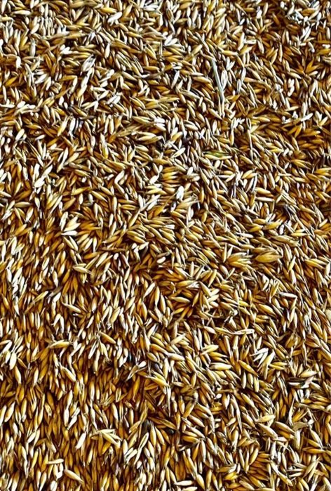 Ovaz negru sau  galben recolta 2025