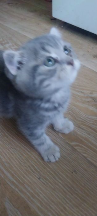 Продам кота породистый
