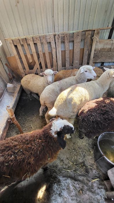 Қой сатылады, продам овец