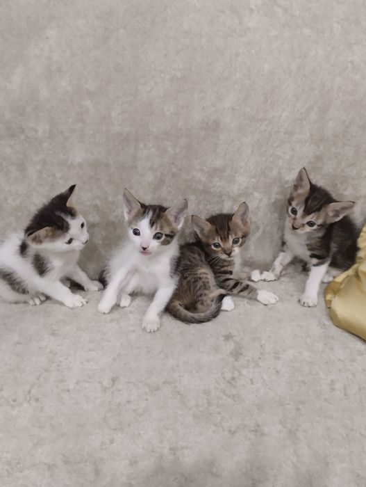 Подарявам котенца