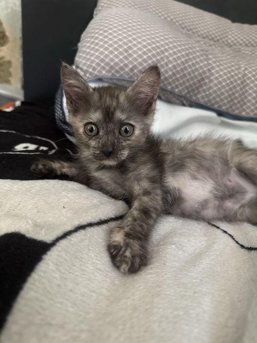 Котята бесплатно