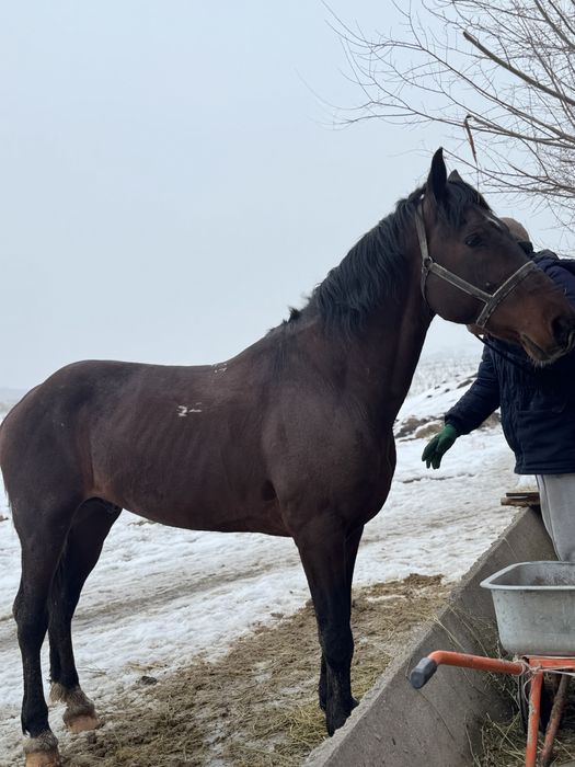 Ат,айғыр,лошадь,жылқы