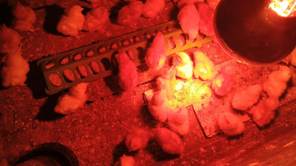 Цыплята ломан Броун