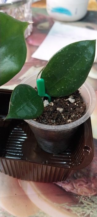 Продам цветок хойя