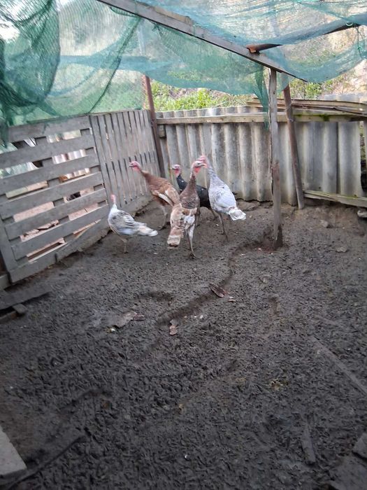 Продавам домашни пуйки.