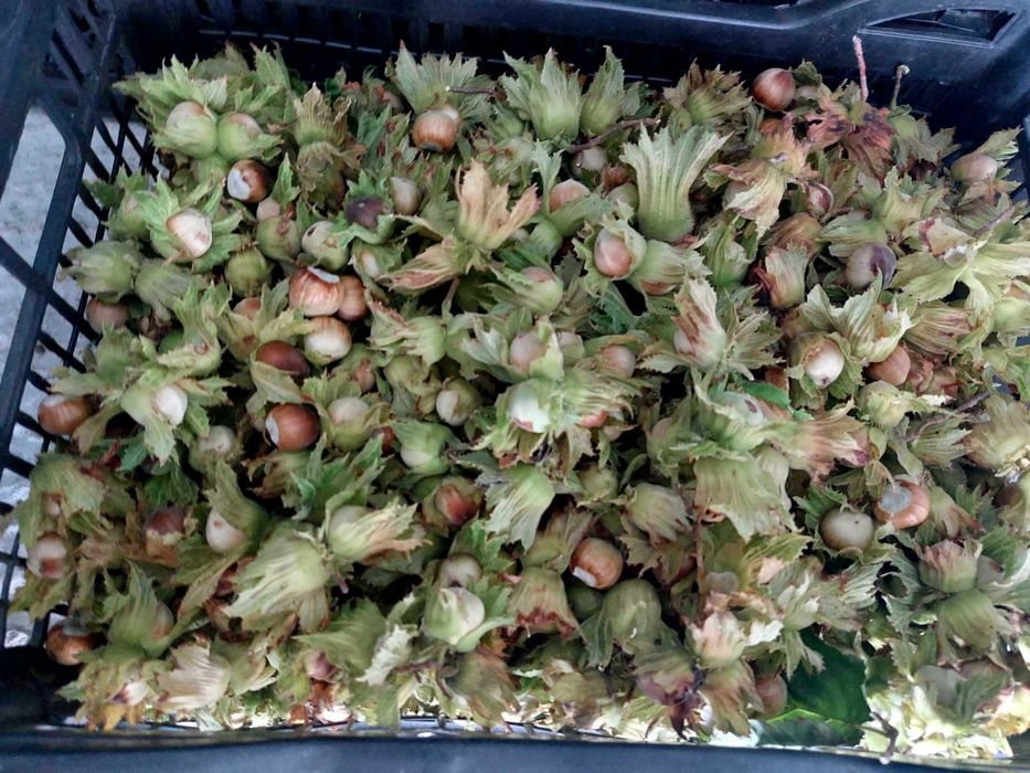 Продава се Земеделски имот в с. Драчево, Област Бургас -  кв.м за 2408 €/дка - Снимка #8