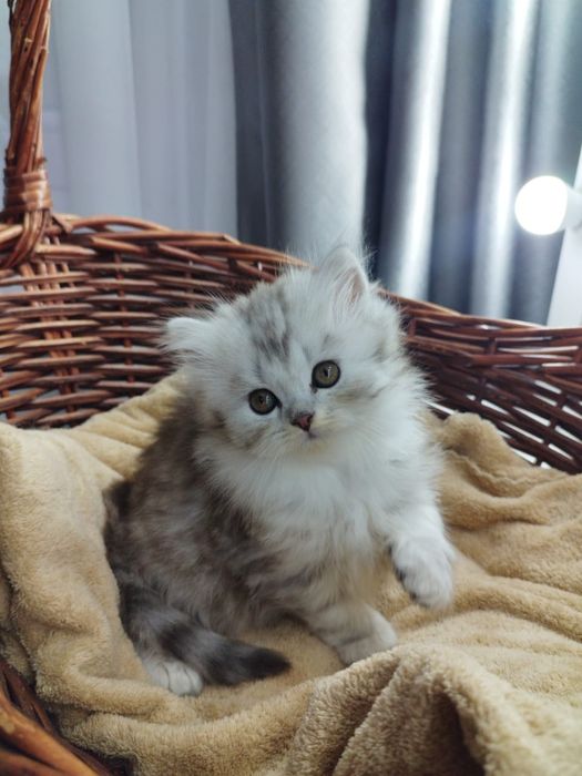 Продаем шотландских котят