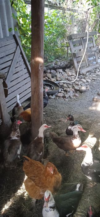 Продам молодых петухов