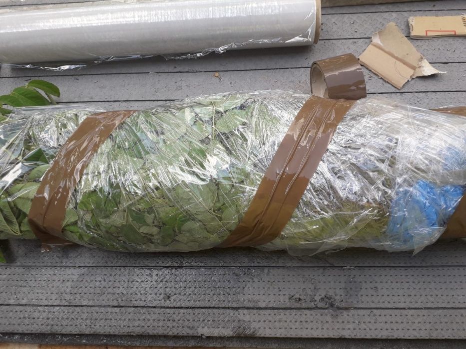 Trandafiri de dulceata din Bulgaria, varsta 2 sezoane pepiniera +Bonus