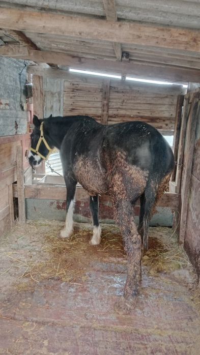 Семиз баилау бие сатылады