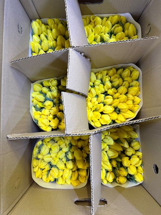 ШОК ЦЕНА ! Премиальные большие тюльпаны оптом