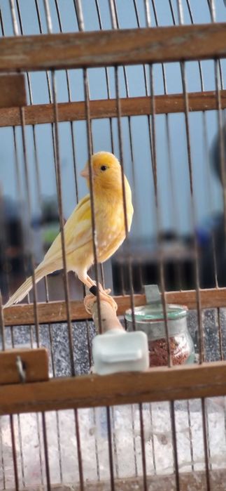 Канарейка самец шмель ярый/Шмель тайёр нар