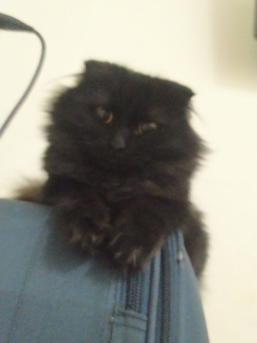 Пародистая кошка