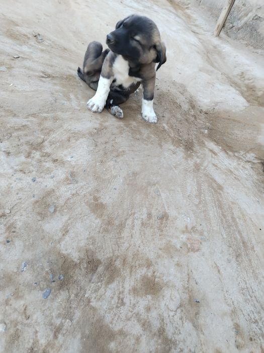 Kichkina kuchukcha holati zo'r 1 oydan oshgan