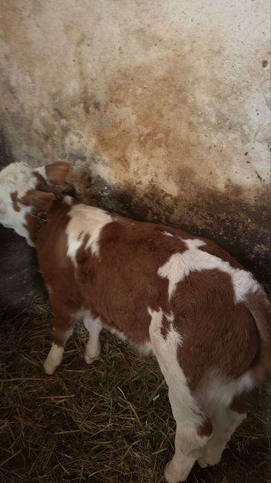 Vând 2 viței …..