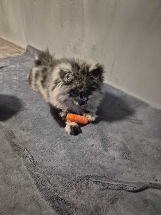 Продавам мъжко кученце