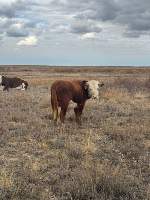 Подсостар сатылады