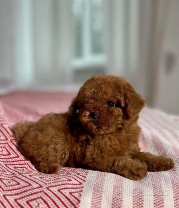 DE VÂNZARE – Pudel Mini Toy, fetiță de 8 săptămâni își caută familie iubitoare