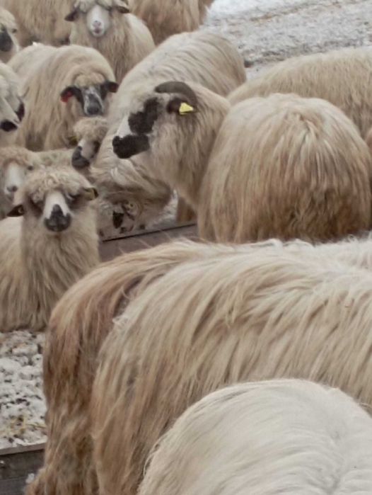 Vand oi la 750 de lei bucata