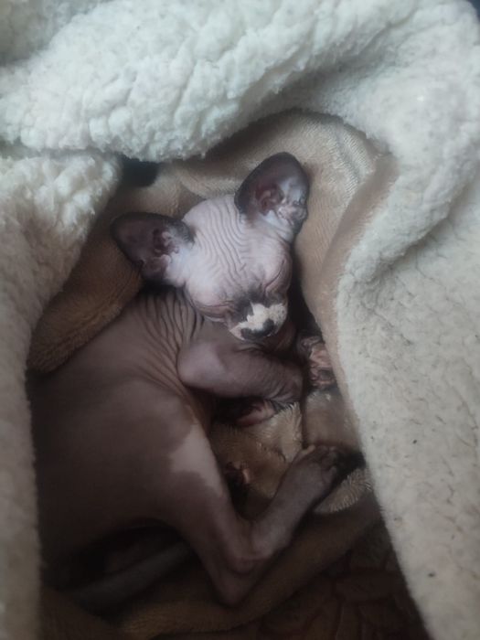 Продам котёнка донского сфинкса