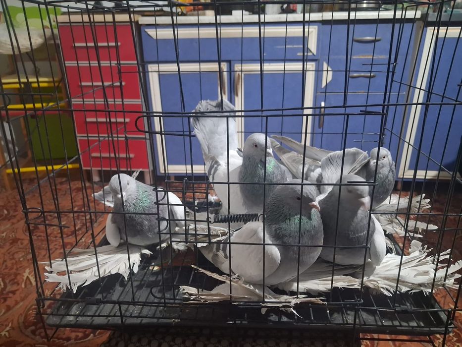 Продам домашних голубей