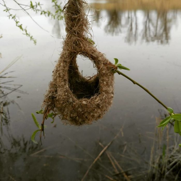 Куркылтайдын уясы ем ушин