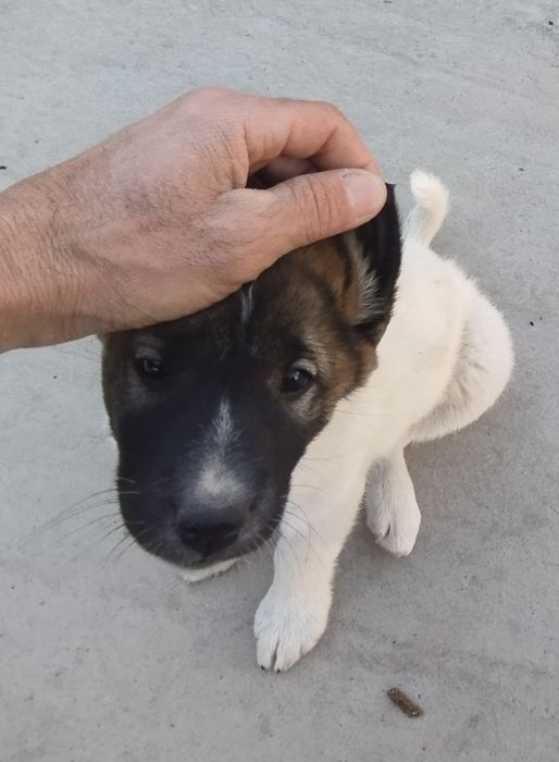 Продаётся щенок породы лайка (девочка)