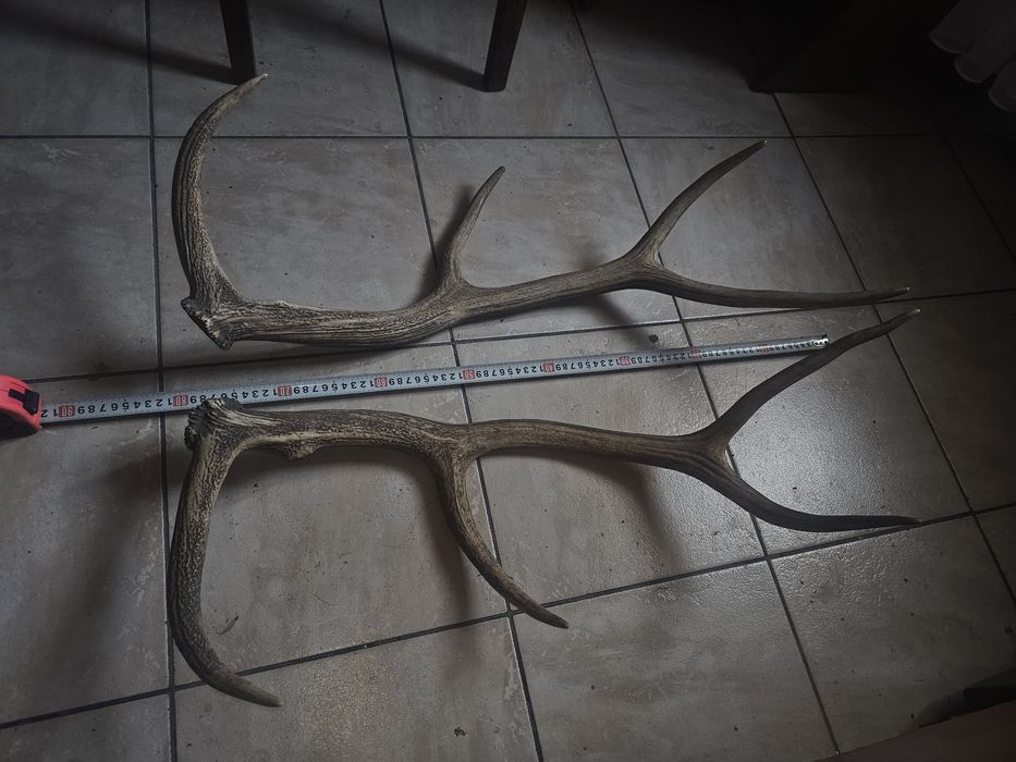 Vând 2 trofee o pereche coarne cerb lopătar și o pereche coarne cerb