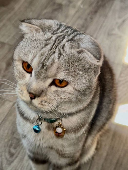 Шотландская вислоухая (Scottish fold)