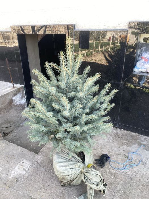 Голубой ель ( Белгия ) 6 йиллик.