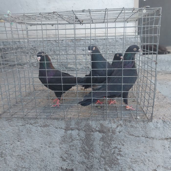 Жук Иран 3 самец 1 самка