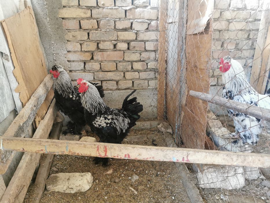 Петух породы брама