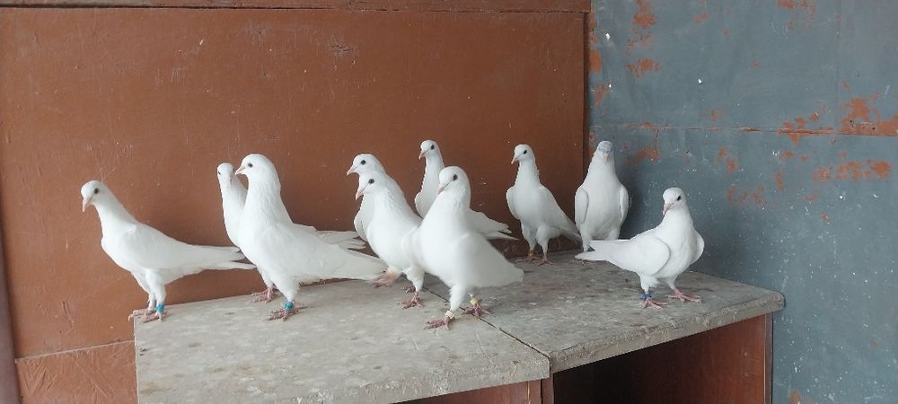 Бакинский  Белый