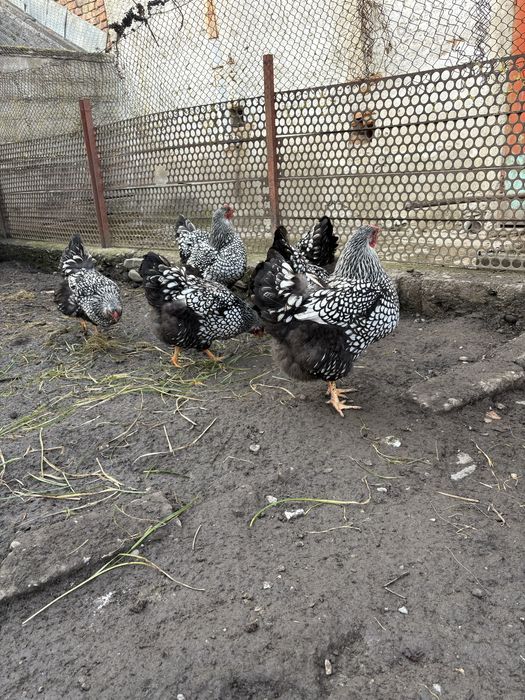 Oua de incubat pui Wyandotte argintiu