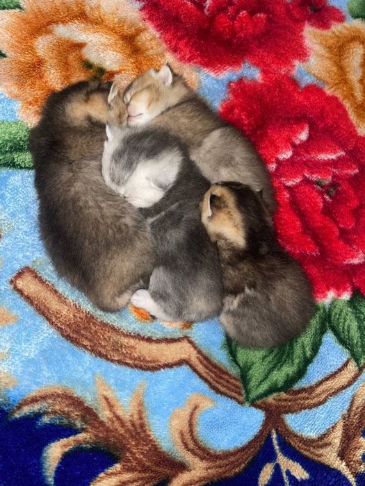 Shinshilla bolalari sotiladi